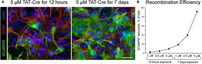 Analysing Intercellular Communication in Astrocytic Networks Using “Astral”